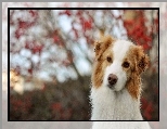 Czerwony, Border, Collie, Bokeh